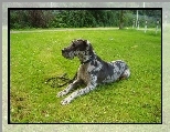 soczysta, Le��cy, Wy�e� niemiecki kr�tkow�osy, trawa
